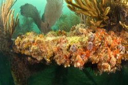 Christmas tree worms on Flagler's Barge wreck. Marathon K... by David Heidemann 